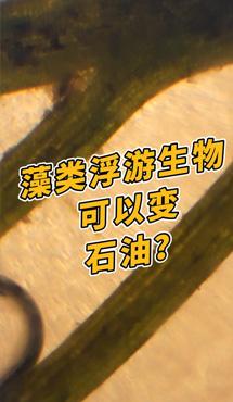 藻類浮游生物可以變石油？